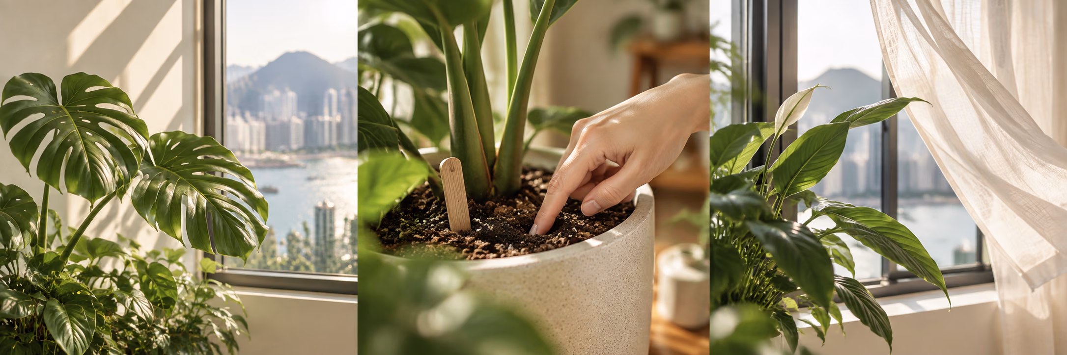 Plant Care Guide Concept illustration of indoor light, checking soil and airflow
