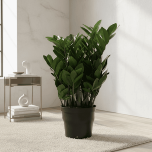 金錢樹 - 香港辦公室盆栽 - Plantshop.hk