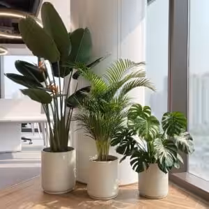 Plantshop.hk 植物組合優惠套裝 - 辦公室綠化方案