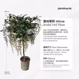 垂絲茉莉 140cm 養護指南 - PlantShop.hk