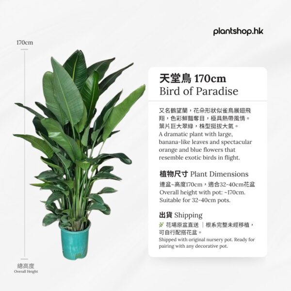 天堂鳥 170cm - 香港辦公室盆栽 - Plantshop.hk