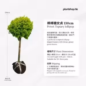 棒棒糖女貞 130cm 養護指南 - PlantShop.hk