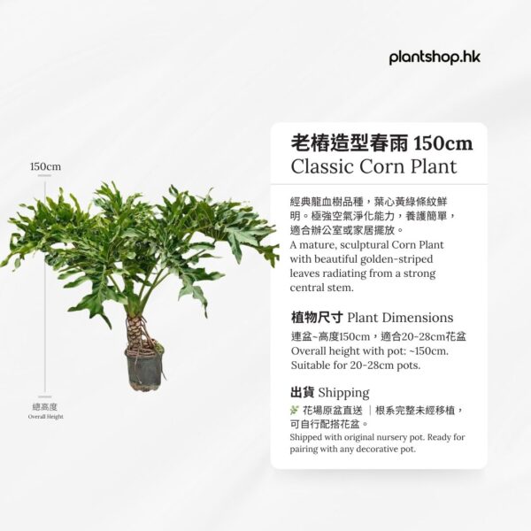老樁造型春雨 150cm - 香港辦公室盆栽 - Plantshop.hk
