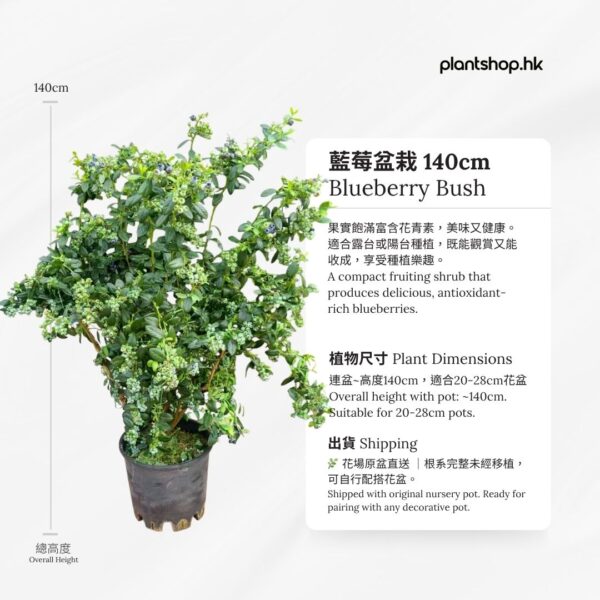 藍莓盆栽 140cm - 香港辦公室盆栽 - Plantshop.hk