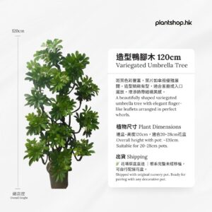 造型鴨腳木 120cm - 香港辦公室盆栽 - Plantshop.hk