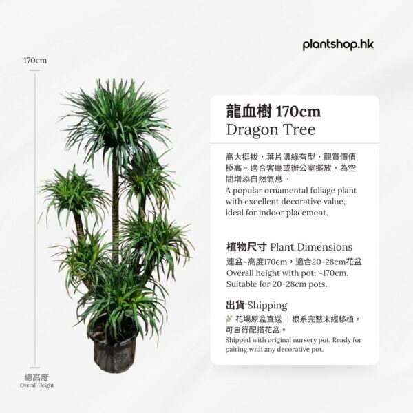 龍血樹 170cm - 香港辦公室盆栽 - Plantshop.hk