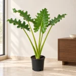 Giant Wave Alocasia - bright lounge setting