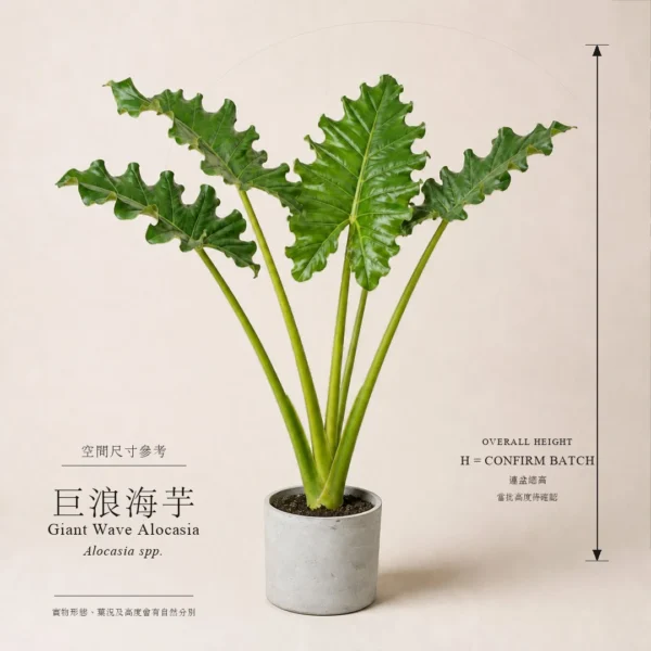 巨浪海芋：160cm及240cm尺寸參考