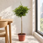 手指檸檬樹：窗邊餐區擺位