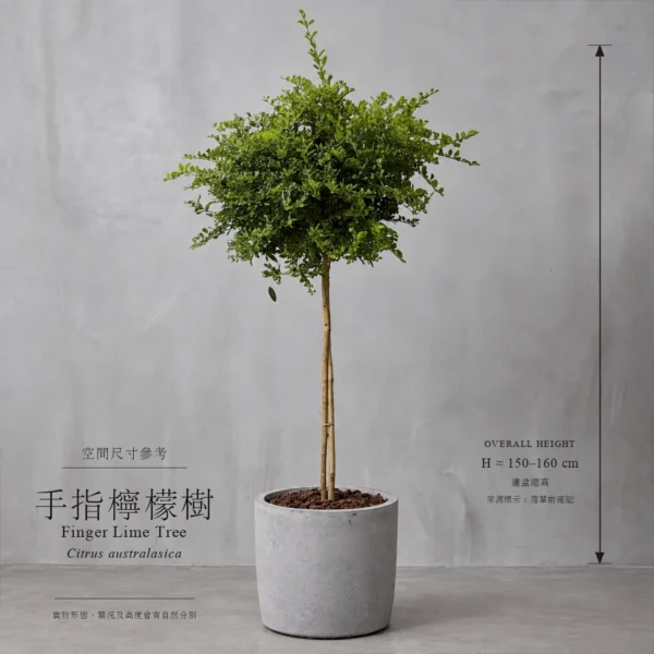 手指檸檬樹：160cm及240cm尺寸參考