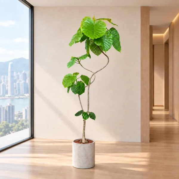 愛心榕：暖色家居擺位