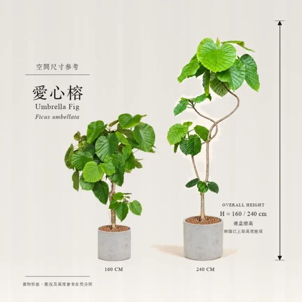 愛心榕：160cm及240cm尺寸參考