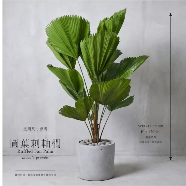 圓葉刺軸櫚：160cm及240cm尺寸參考