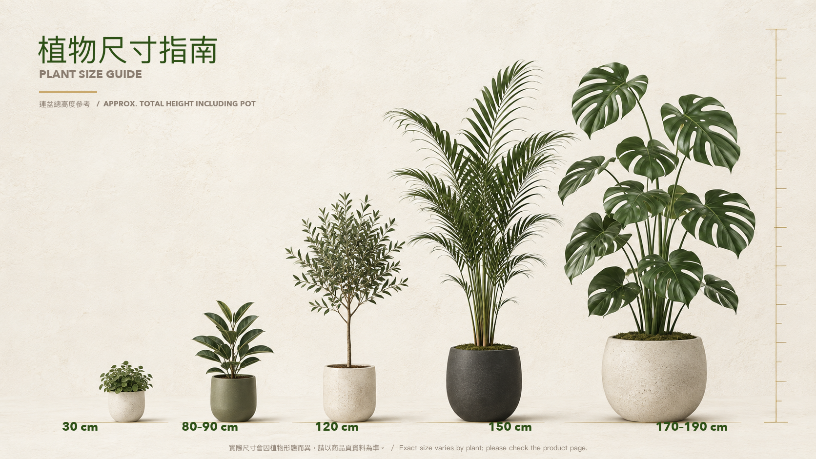 植物尺寸指南|Plant Size Guide|Plantshop.hk Plantshop 植物尺寸指南:30 cm、80–90 cm、120 cm、150 cm 及 170–190 cm 的連盆高度比較