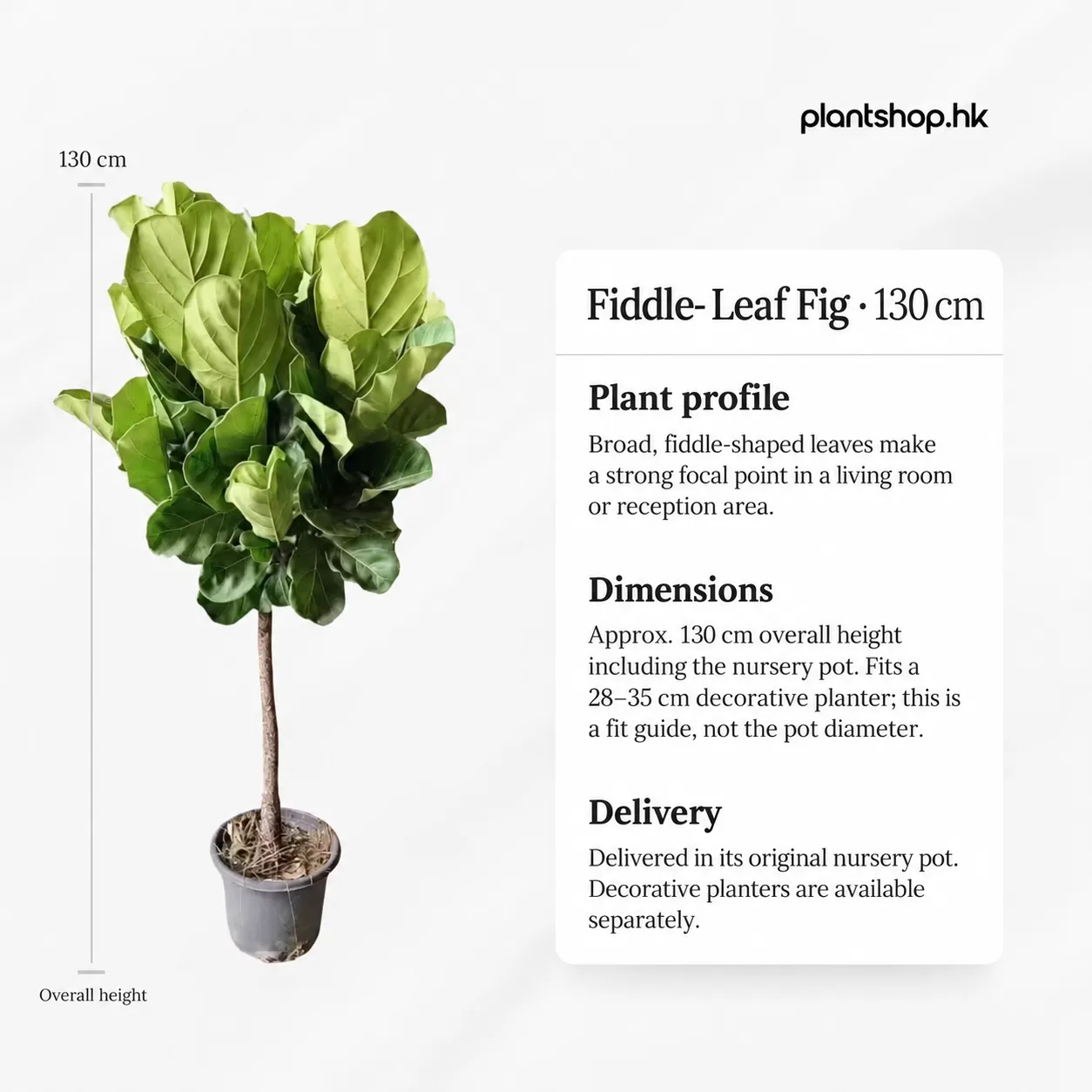 Illustrative English size guide for a 130 cm Fiddle-Leaf Fig