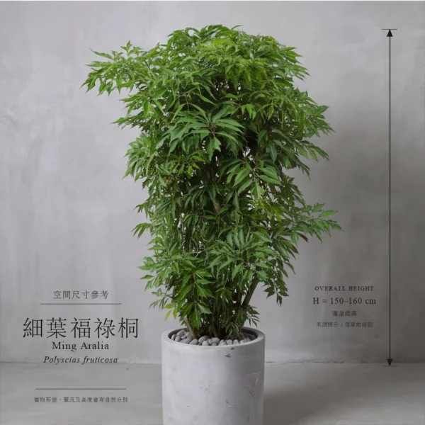 Ming Aralia - 160cm and 240cm size reference