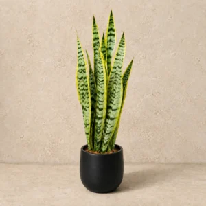 金邊虎尾蘭約70–80cm配黑色圓盆，AI效果示意