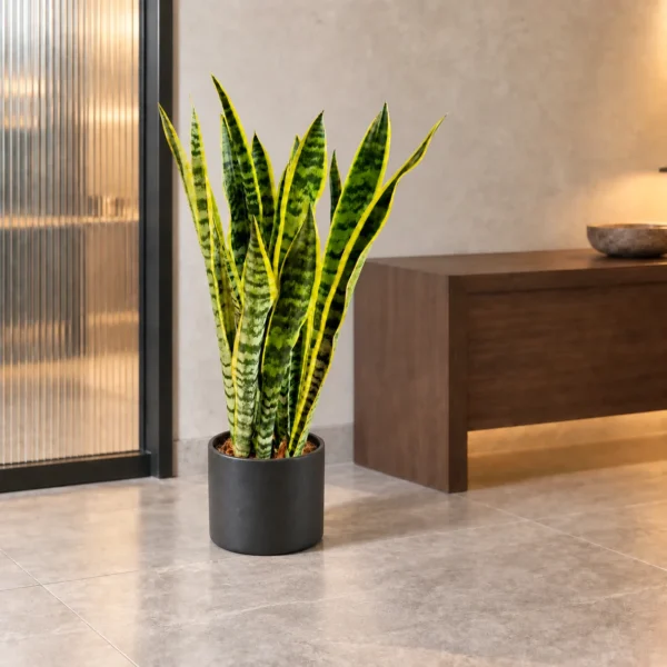 Golden Snake Plant approx. 85–95 cm in a dark office setting, AI illustration