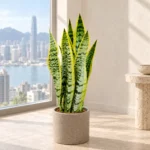 Golden Snake Plant approx. 70–80 cm in a daylight window setting, AI illustration