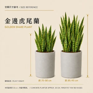金邊虎尾蘭雙叢合植概念，基本選項為一株，AI效果示意