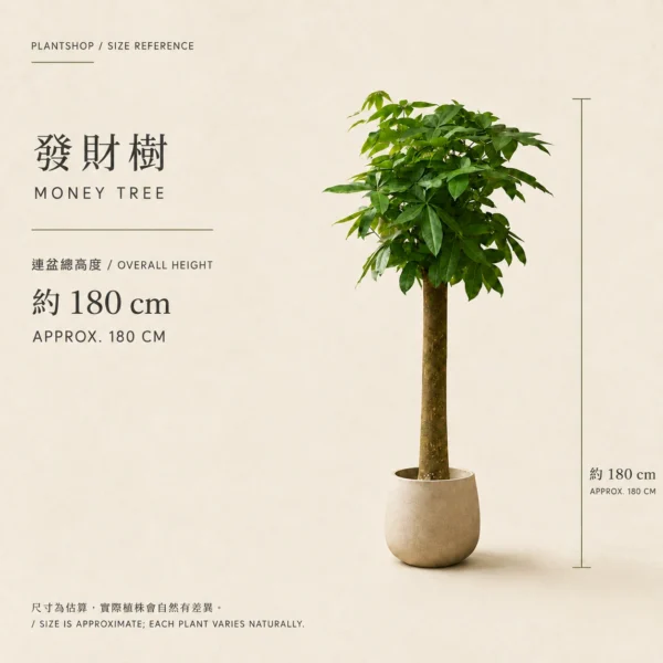 發財樹連盆約180厘米；AI尺寸示意，實際樹形及花盆以落單確認為準