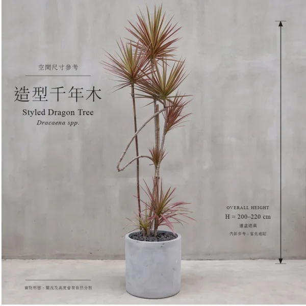 Styled Dragon Tree - 160cm and 240cm size reference