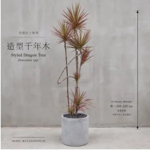造型千年木：160cm及240cm尺寸參考