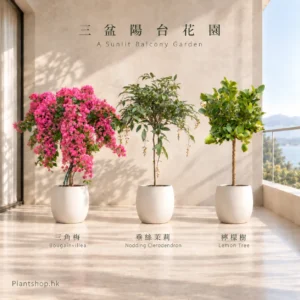 三角梅、垂絲茉莉、檸檬樹的陽台植物組合佈置示意，配米白色裝飾盆
