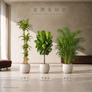 巴西木、琴葉榕、散尾葵的室內植物組合佈置示意，配米白色裝飾盆