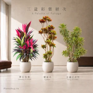 夢幻朱蕉、變葉木、金邊百合竹的室內植物組合佈置示意，配米白色裝飾盆