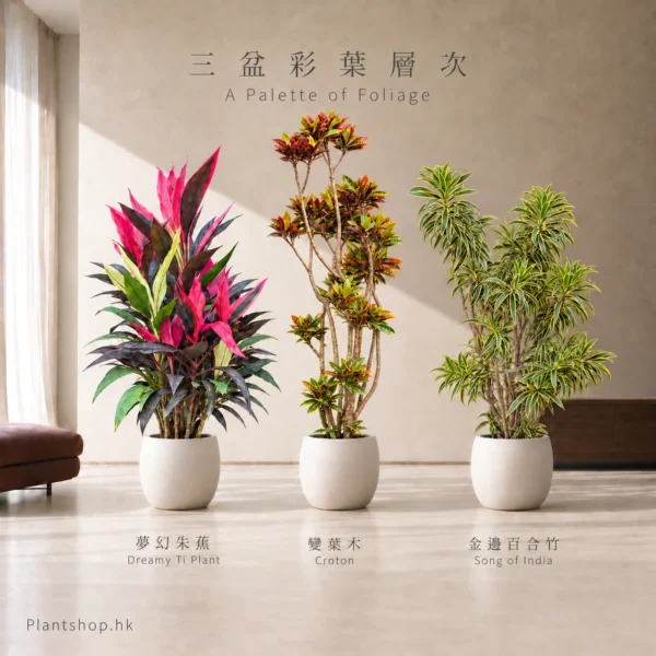 夢幻朱蕉、變葉木、金邊百合竹的室內植物組合佈置示意，配米白色裝飾盆
