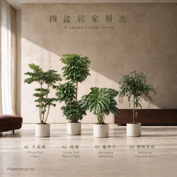 Styling illustration of China Doll Plant, China Doll Plant, Monstera Deliciosa, Nodding Clerodendron in a naturally lit room, with cream decorative planters