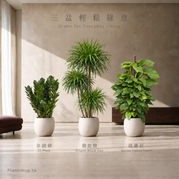 金錢樹、龍血樹、綠蘿柱的室內植物組合佈置示意，配米白色裝飾盆