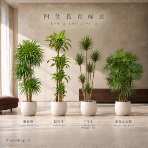 龍血樹、巴西木、千年木、細葉金山棕的室內植物組合佈置示意，配米白色裝飾盆
