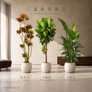 變葉木、琴葉榕、天堂鳥的室內植物組合佈置示意，配米白色裝飾盆