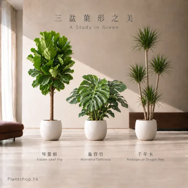 琴葉榕、龜背竹、綠葉千年木的植物組合佈置示意，配米白色裝飾盆