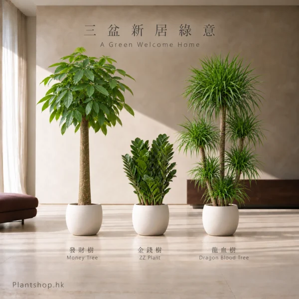 發財樹、金錢樹、龍血樹的室內植物組合佈置示意，配米白色裝飾盆