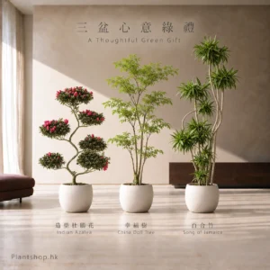 造型杜鵑花、幸福樹、百合竹的室內植物組合佈置示意，配米白色裝飾盆