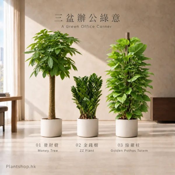 發財樹、金錢樹、綠蘿柱的室內植物組合佈置示意，配米白色裝飾盆