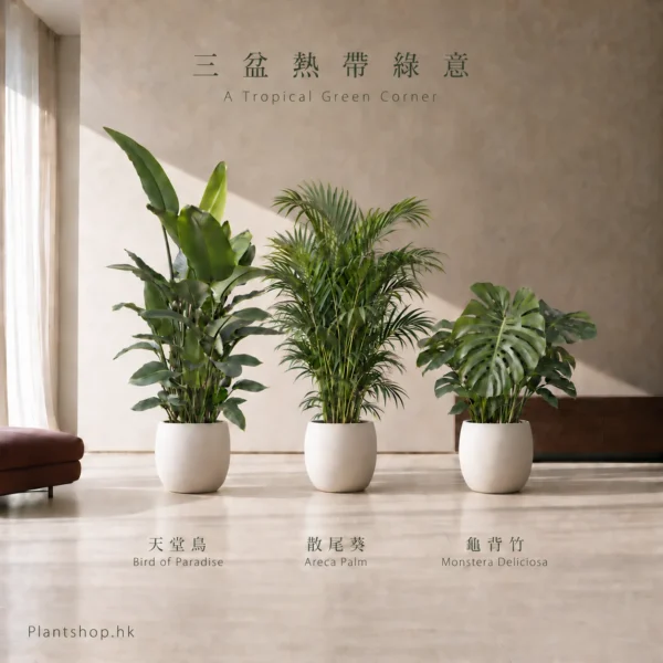 散尾葵、龜背竹、天堂鳥的室內植物組合佈置示意，配米白色裝飾盆