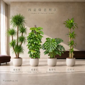 龍血樹、綠蘿柱、龜背竹、巴西木的室內植物組合佈置示意，配米白色裝飾盆